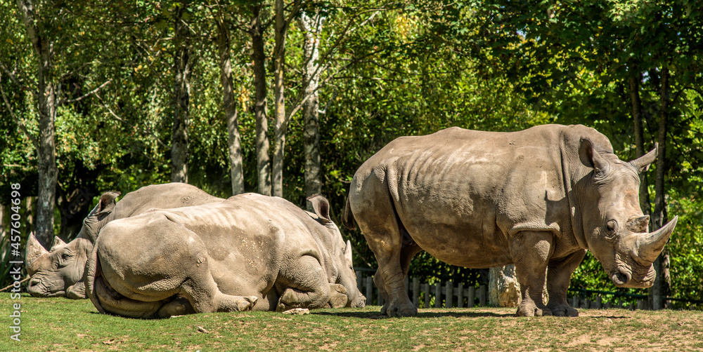 Couple de rhinocéros dans un parc zoologique à Saint-Aignan, Loir-et-Cher, France Couple de rhinocéros dans un parc zoologique à Saint-Aignan, Loir-et-Cher, France