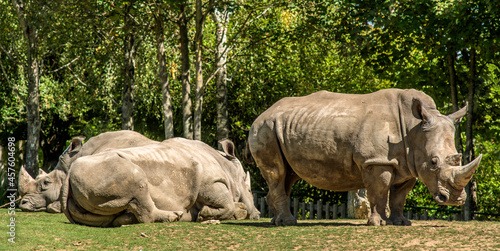 Couple de rhinocéros dans un parc zoologique à Saint-Aignan, Loir-et-Cher, France