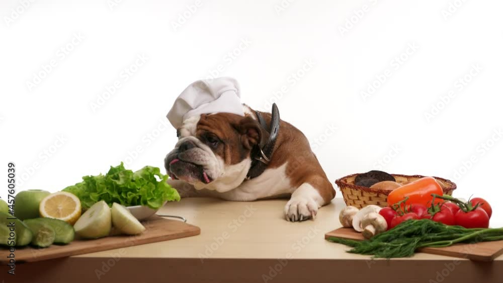 English Bulldog as a chef and healthyeating. The English Bulldog cooks healthy food and eats