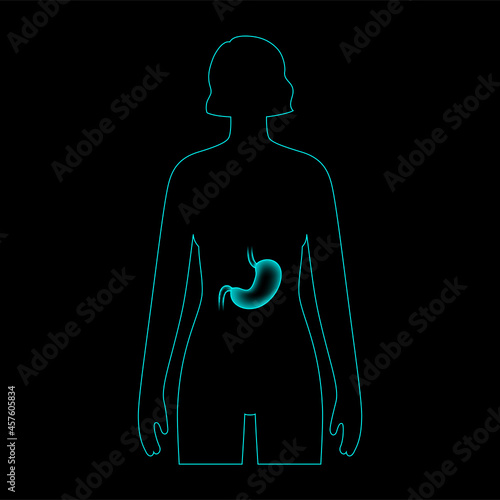 Stomach anatomy 3D
