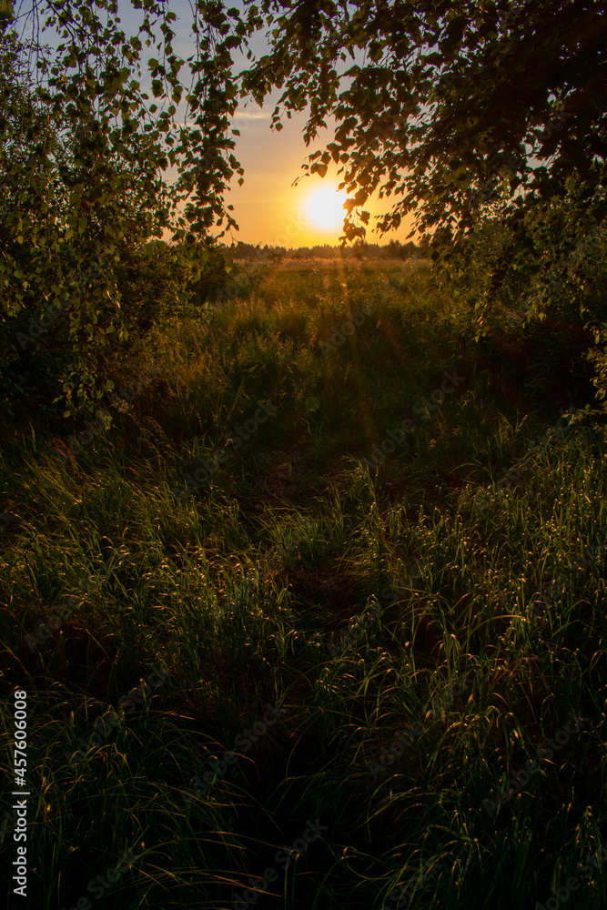 bright summer sunrise in the field