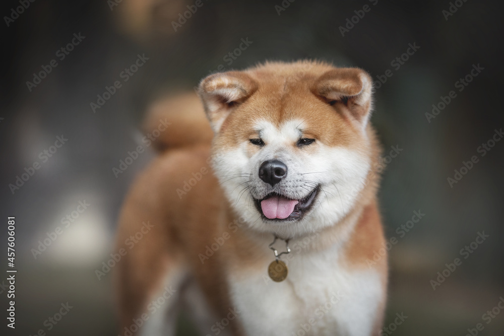A classic close-up portrait of male Akita inu on the background of a sunset winter landscape 