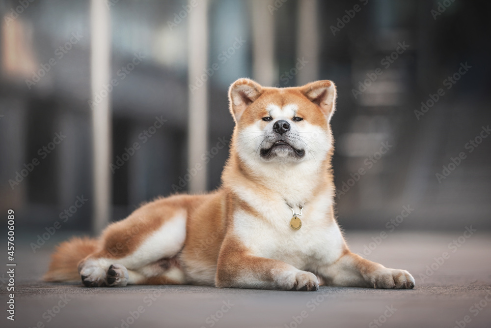 Male Akita inu proudly lying on the ground against the backdrop of an urban landscape
