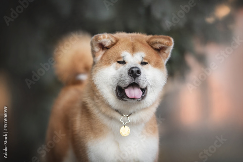 A classic close-up portrait of male Akita inu on the background of a sunset winter landscape  © honey_paws