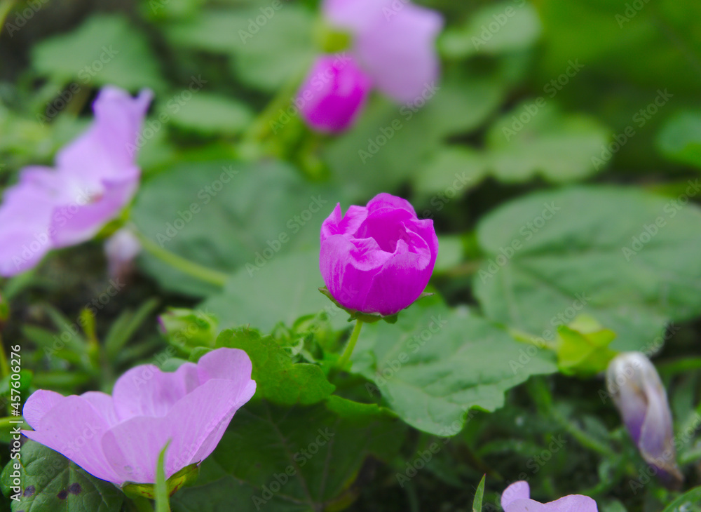 pink flowers