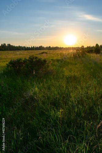 bright summer sunrise in the field