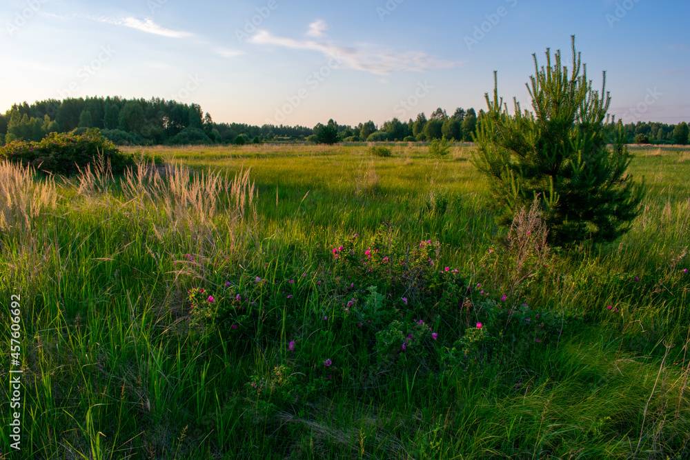 sunrise in a beautiful summer field sunrise in a beautiful summer field