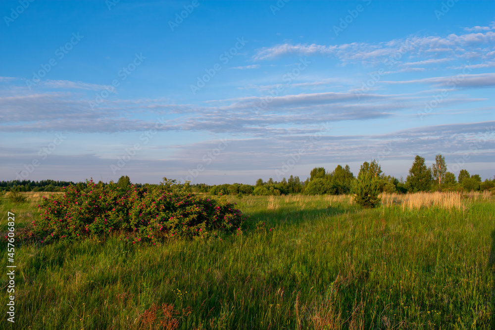 sunrise in a beautiful summer field sunrise in a beautiful summer field