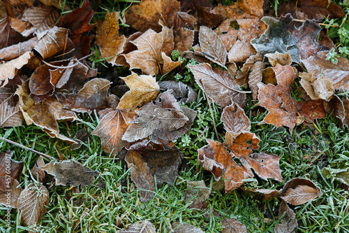 Fallen dry leaves on the grass covered with frost
