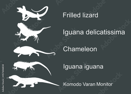 Lizards reptile set symbols. Frilled lizard symbol. Pet iguana silhouette. Chameleon shape shadow. Komodo dragon vector silhouette illustration isolated on background. Varanus Komodo monitor.   photo