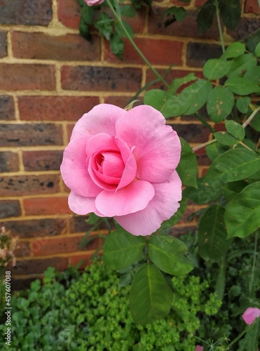 pink rose bush. Brick wall background