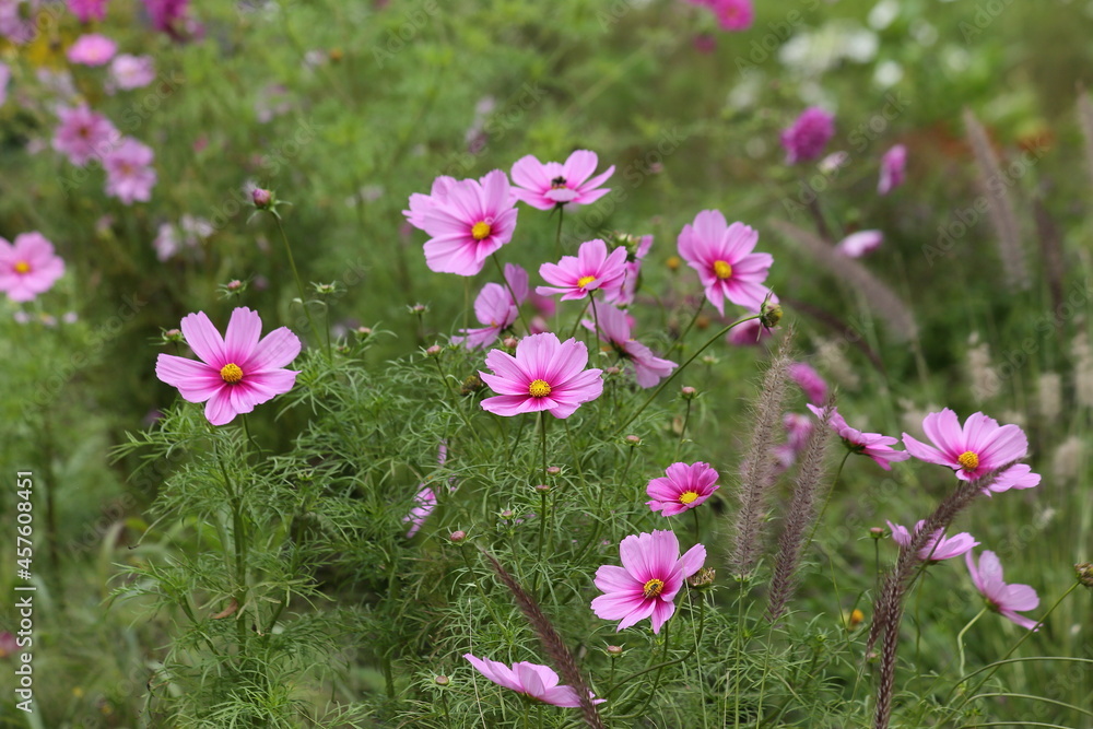 Background of pink flowers of Cosmea. High quality photo Background of pink flowers of Cosmea. High quality photo