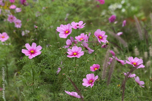 Background of pink flowers of Cosmea. High quality photo