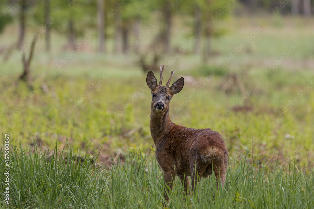 Naklejka premium Male goat European Roe Deer Capreolus capreolus walks on a green meadow in the Stawy Milickie nature reserve, sunny meadow with wild animals