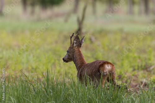 Male goat European Roe Deer Capreolus capreolus walks on a green meadow in the Stawy Milickie nature reserve, sunny meadow with wild animals