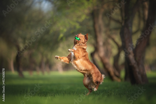 Fotografi Nova scotia duck tolling retriever playing with a green ball in the middle of the city park
