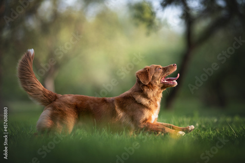 Nova scotia duck tolling retriever running on the green grass in the middle of the city park. Paws in the air. The mouth is open
