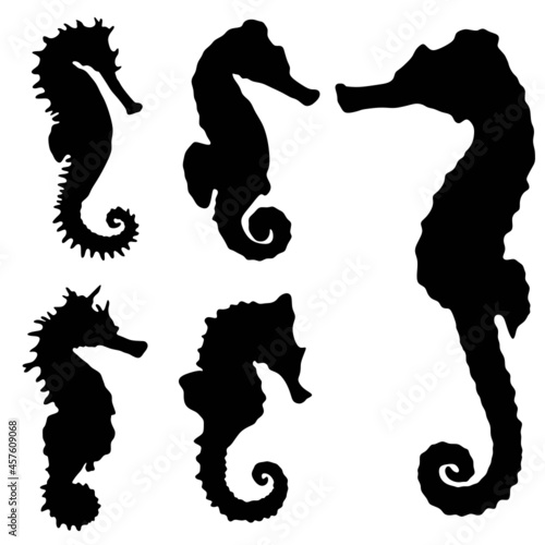 Seahorse, sea horse, hippocampus svg vector illustration