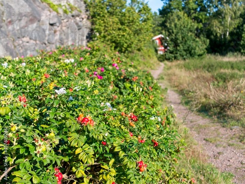 Path leads past rosehip bushes to a red house.
