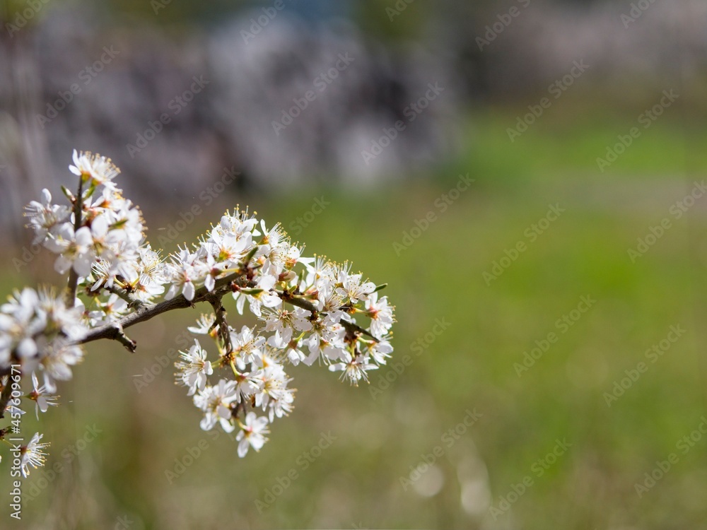 Bird cherry in spring. Bird cherry in spring.