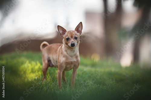 Russian toy terrier girl standing in the green grass in the rays of the rising sun © honey_paws