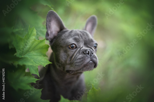 Classic close-up portrait of a blue French bulldog puppy among green maple leaves © honey_paws