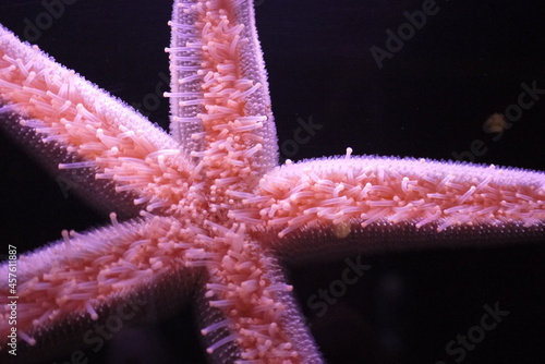 Pisaster brevispinus, commonly called the pink sea star, giant pink sea star, or short-spined sea star, is a species of sea star in the northeast Pacific Ocean. photo