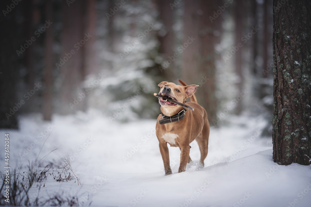 Nursing pit bull girl  with a wooden stick in her mouth standing in the snow against the background of a pine forest