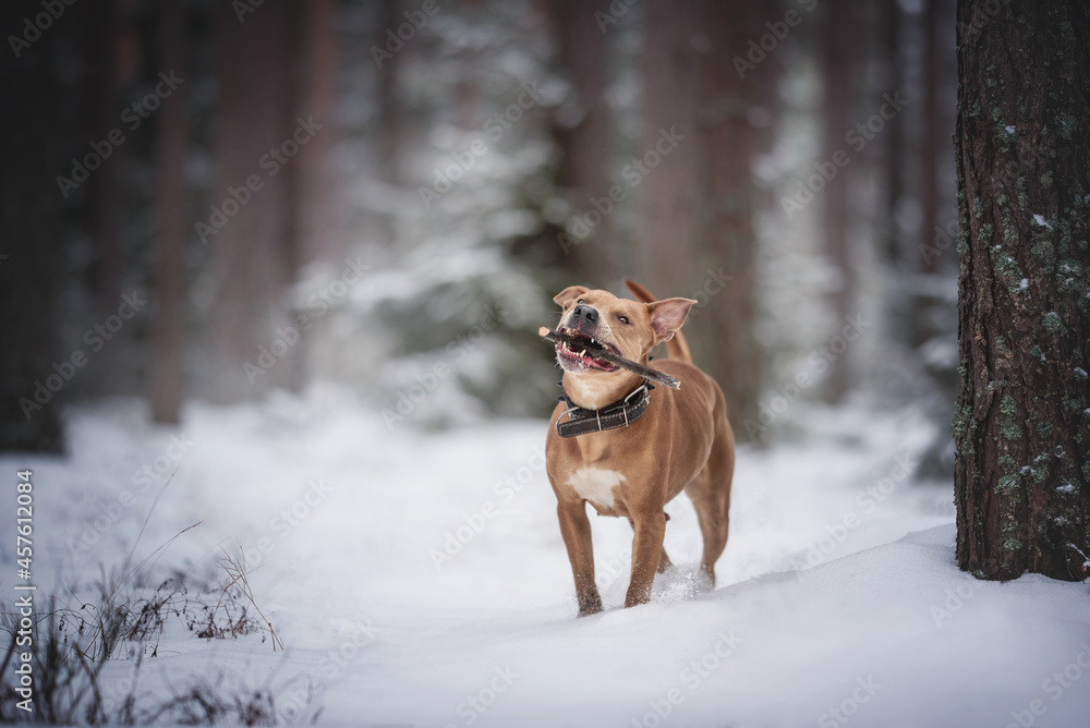 Nursing pit bull girl with a wooden stick in her mouth standing in the snow against the background of a pine forest Nursing pit bull girl with a wooden stick in her mouth standing in the snow against the background of a pine forest