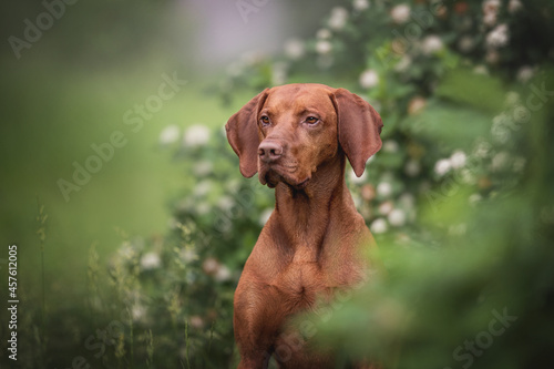 A classic close-up portrait of a Hungarian vizsla among green rose bushes and white flowers on the background