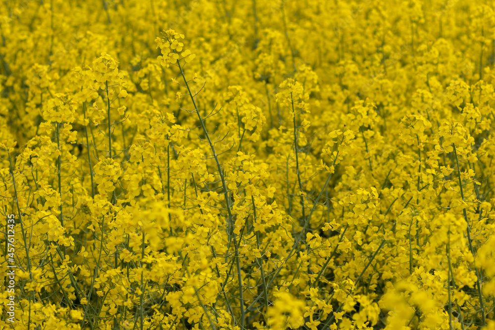 A beautiful field of rapeseed, the yellow color of the plant from which rapeseed oil is produced. Agricultural landscape, rural landscape A beautiful field of rapeseed, the yellow color of the plant from which rapeseed oil is produced. Agricultural landscape, rural landscape