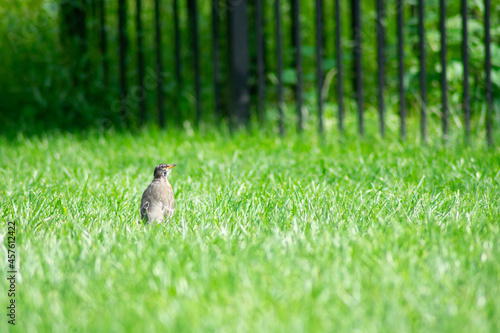 An American Robin in a Bright Green Grass Field © HRTNT Media