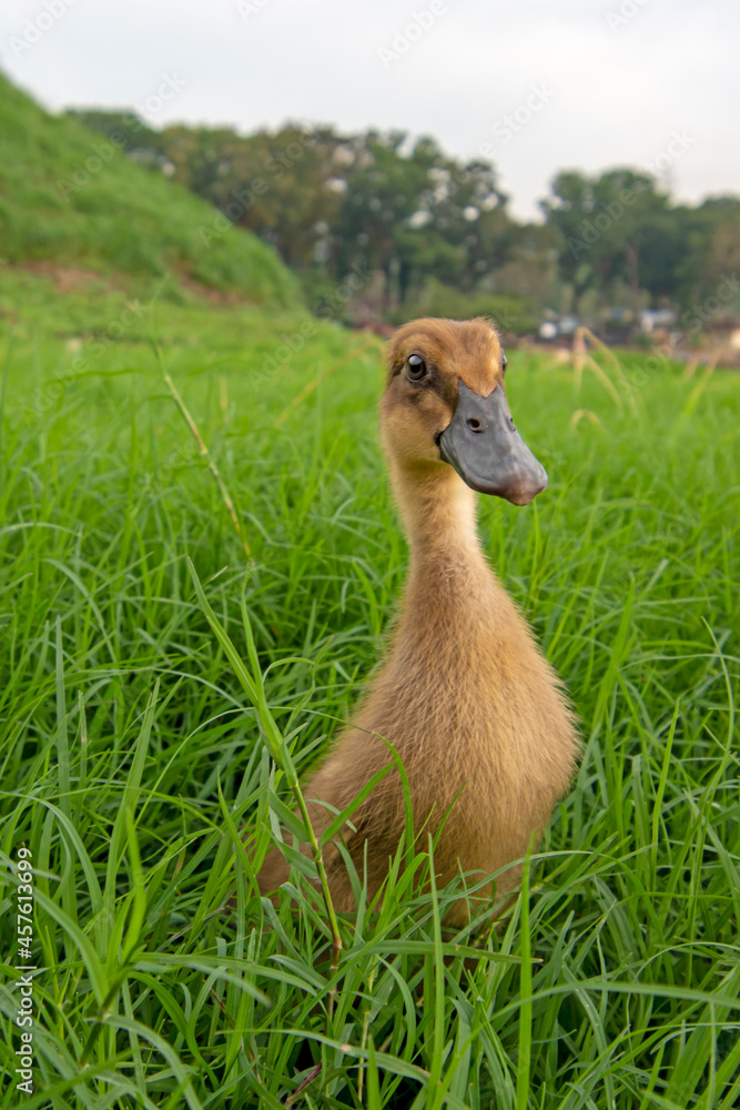 Ducks playing on the grass