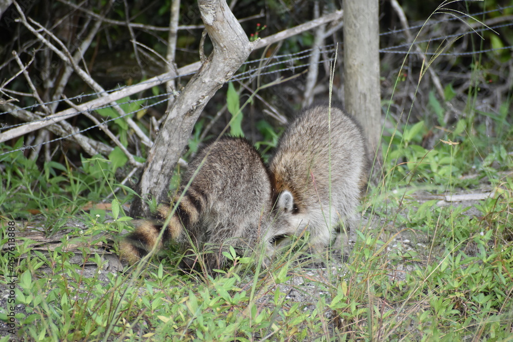Obraz premium playful raccoons in the swamps