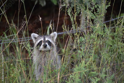 playful raccoons in the swamps © Jaimie Tuchman