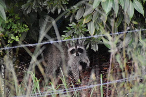 Fototapeta Naklejka Na Ścianę i Meble -  playful raccoons in the swamps