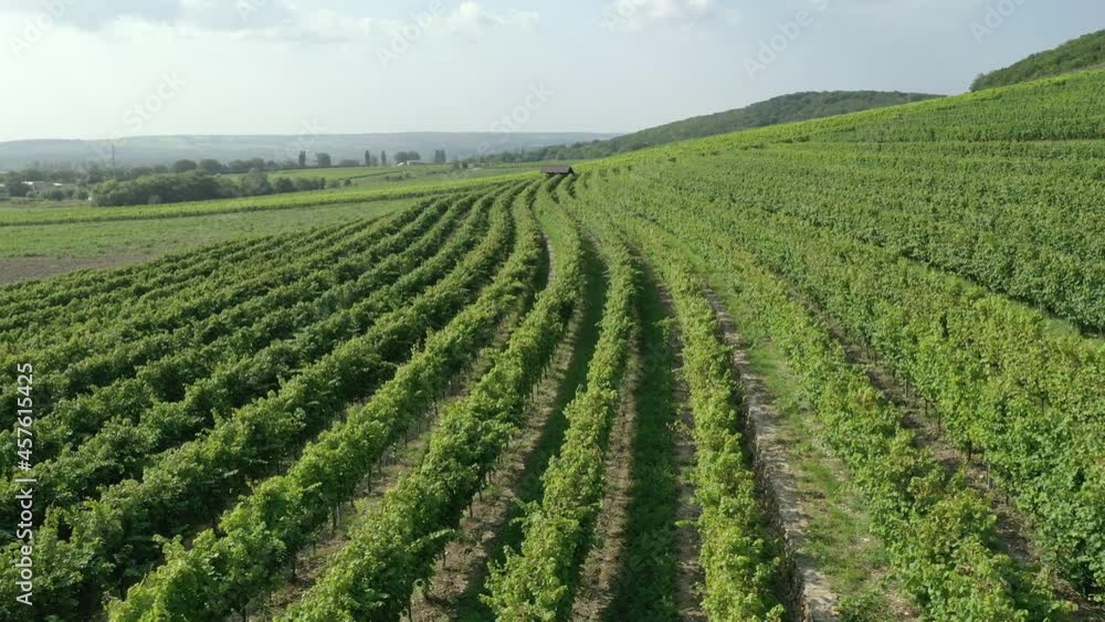 4K. Aerial view of green vineyards during a sunny day in late summer, beautiful wine region of Europe, slow motion. 4K. Aerial view of green vineyards during a sunny day in late summer, beautiful wine region of Europe, slow motion.