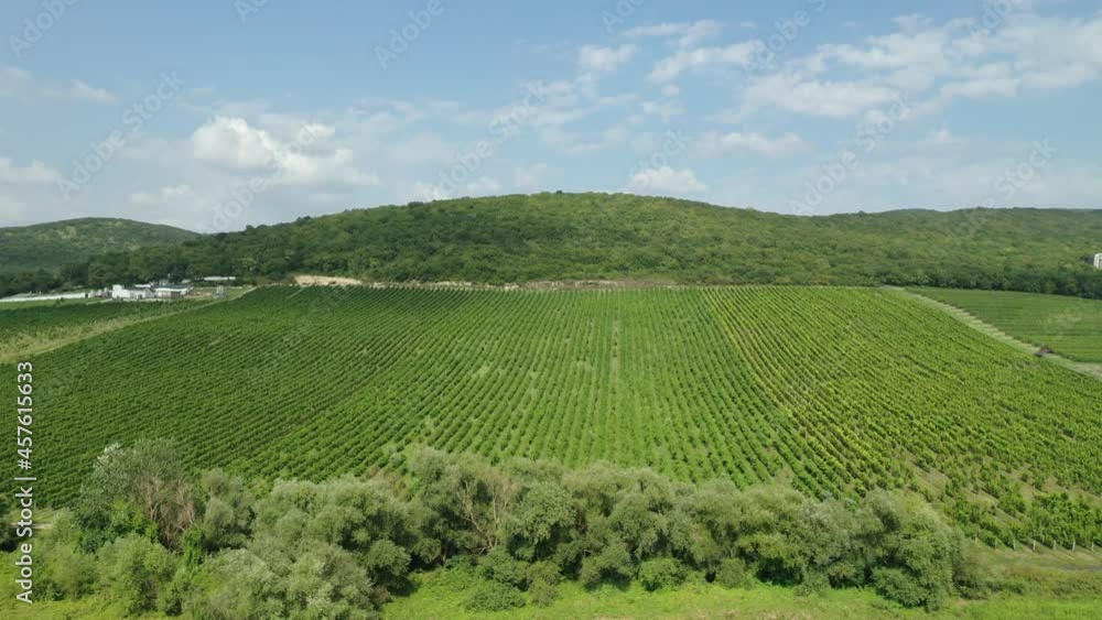 4K. Aerial view of green vineyards during a sunny day in late summer, beautiful wine region of Europe, slow motion. 4K. Aerial view of green vineyards during a sunny day in late summer, beautiful wine region of Europe, slow motion.