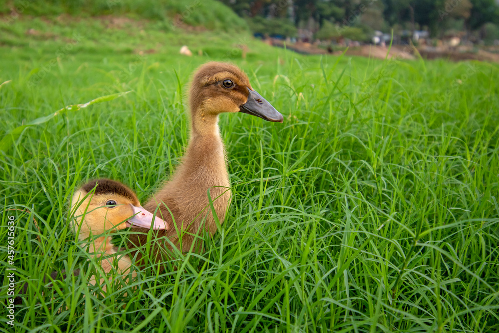 Obraz premium Ducks playing on the grass