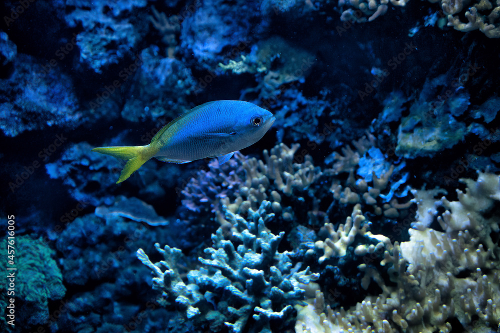 A bright sea blue fish on coral background. A bright sea blue fish on coral background.