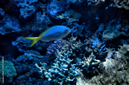 A bright sea blue fish on coral background.