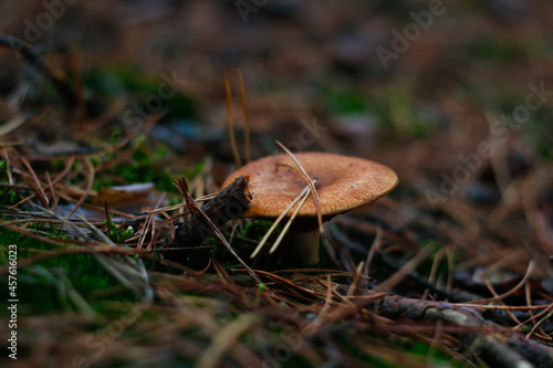 Defocus close-up poisonous mushroom (milkcap) among dry grass, leaves and needles. Fungus mushroom growing in the green forest on moss. Boletus hiding in ground. Side view. Out of focus