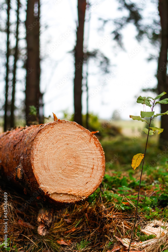 Defocus log of pine tree in autumn forest. Saw cur wood. Saw cut of a large pine tree. Nature wood outside, outdoor. Vertical. Sawmill industry. Out of focus Defocus log of pine tree in autumn forest. Saw cur wood. Saw cut of a large pine tree. Nature wood outside, outdoor. Vertical. Sawmill industry. Out of focus