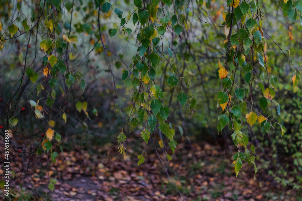 Defocus close-up yellow leaves of birch trees and aspen on autumn forest in background. Late autumn, nature background, birch tree in autumn. Fall natural backdrop. Out of focus Defocus close-up yellow leaves of birch trees and aspen on autumn forest in background. Late autumn, nature background, birch tree in autumn. Fall natural backdrop. Out of focus