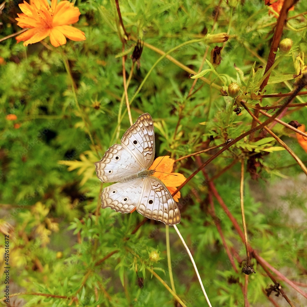 Borboleta Borboleta