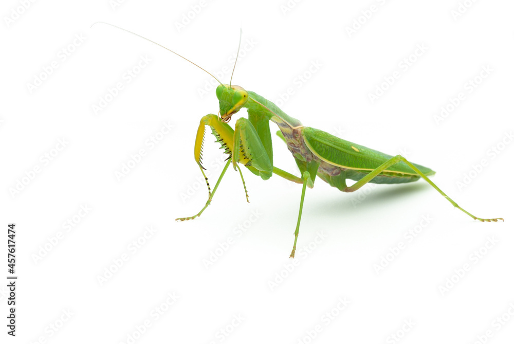 Green praying mantis isolated on white background Green praying mantis isolated on white background