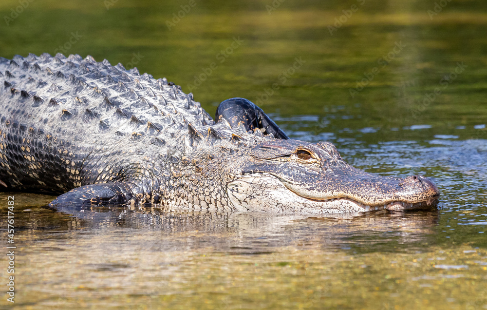 American Alligator, Wakulla Springs, FL American Alligator, Wakulla Springs, FL