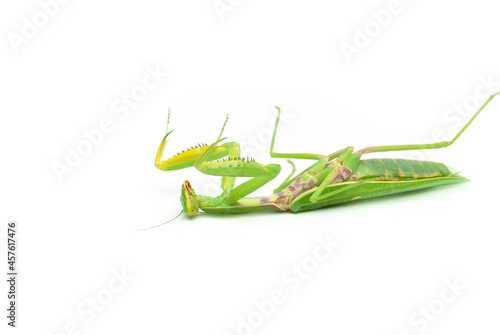 Green praying mantis, isolated on white background, lies on its back defeated