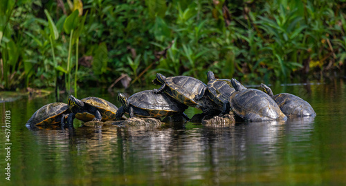 Shell Station: Suwannee Cooters On A Log