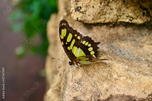 Closeup of The Malachite butterfly (dorsal) on a stone, Butterfly Farm, Stratford-upon-Avon, England, UK